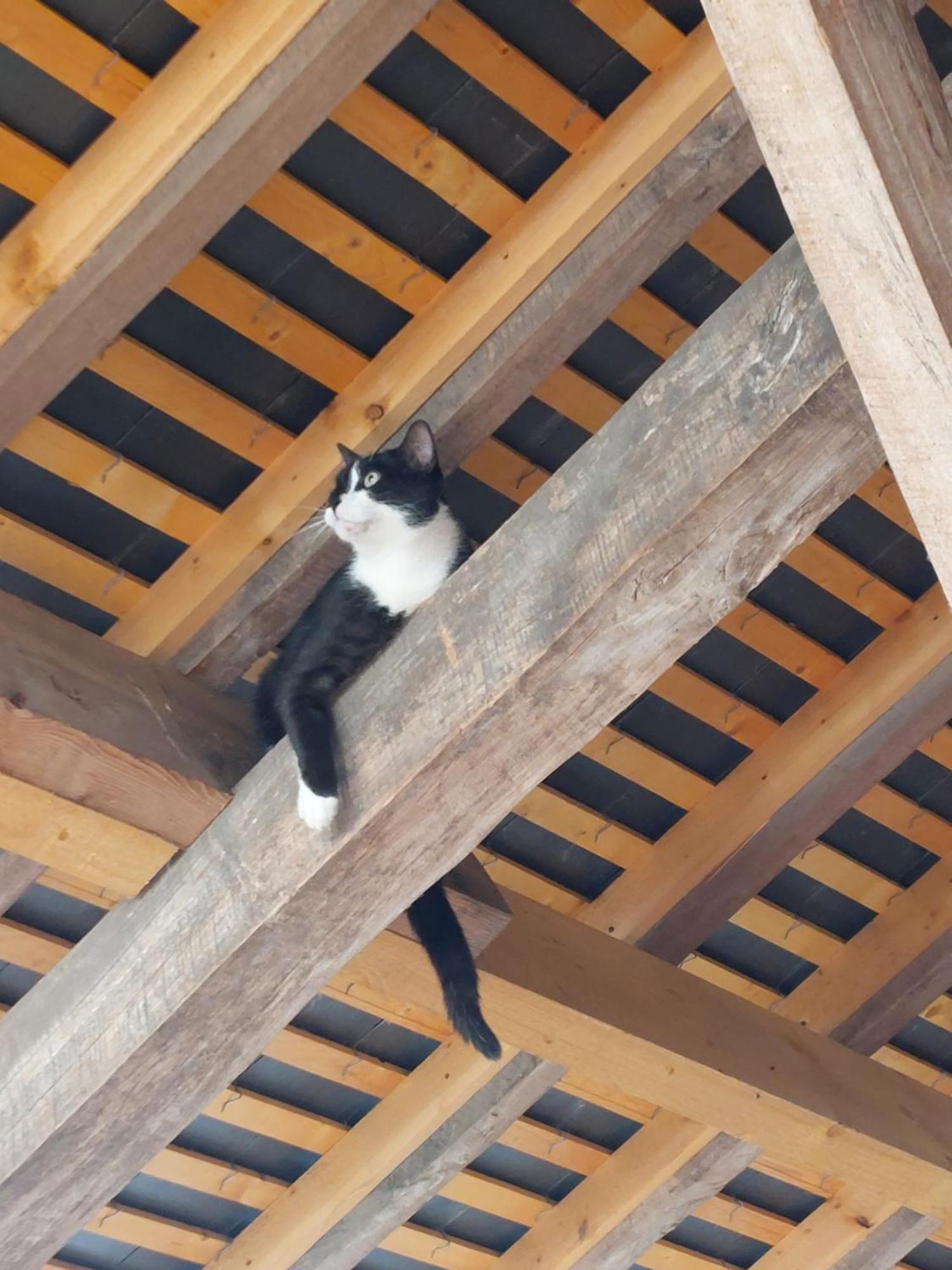 Chambres D'Hotes De L'Ile Du Saule ソミュール エクステリア 写真