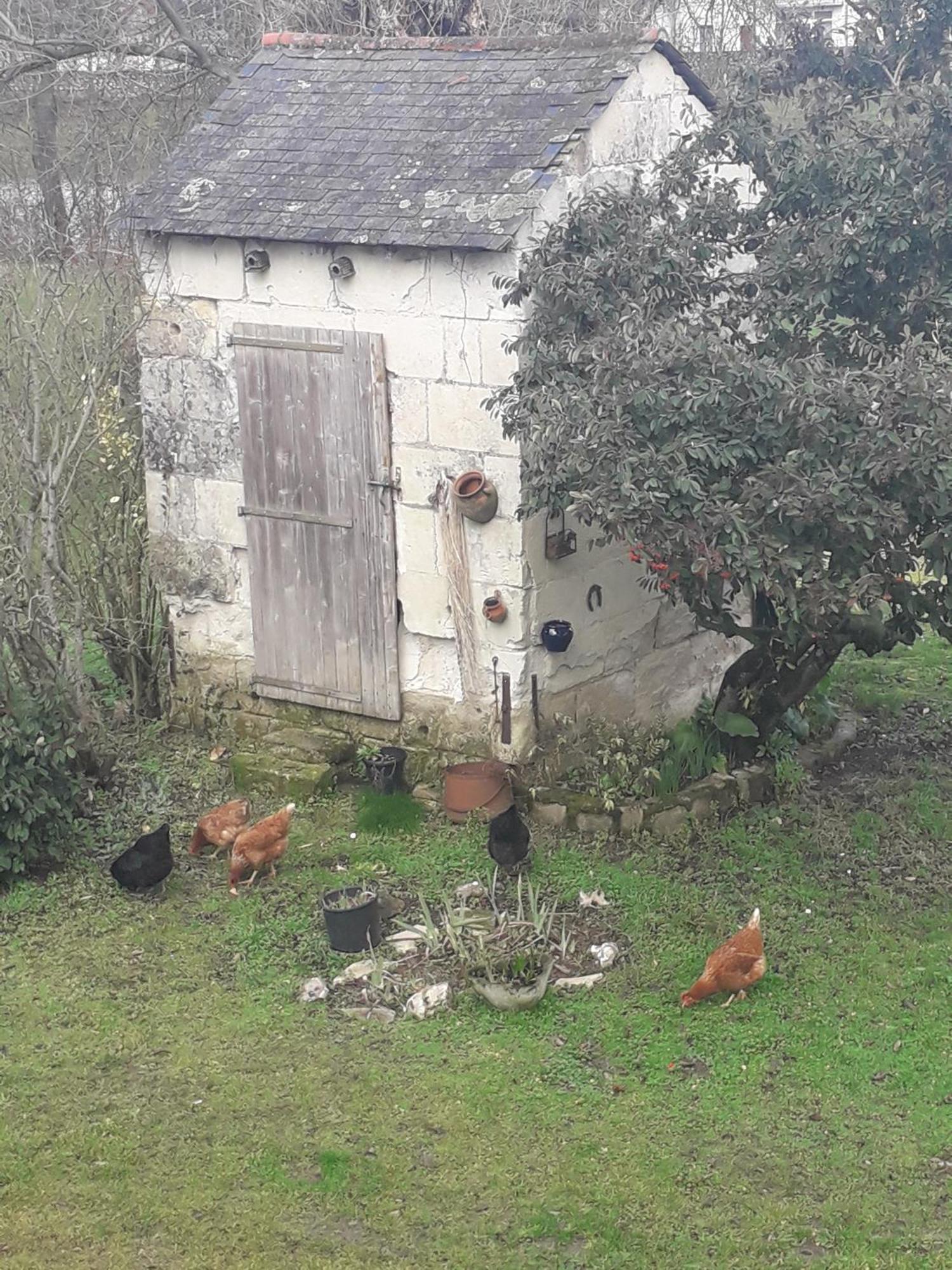 Chambres D'Hotes De L'Ile Du Saule ソミュール エクステリア 写真