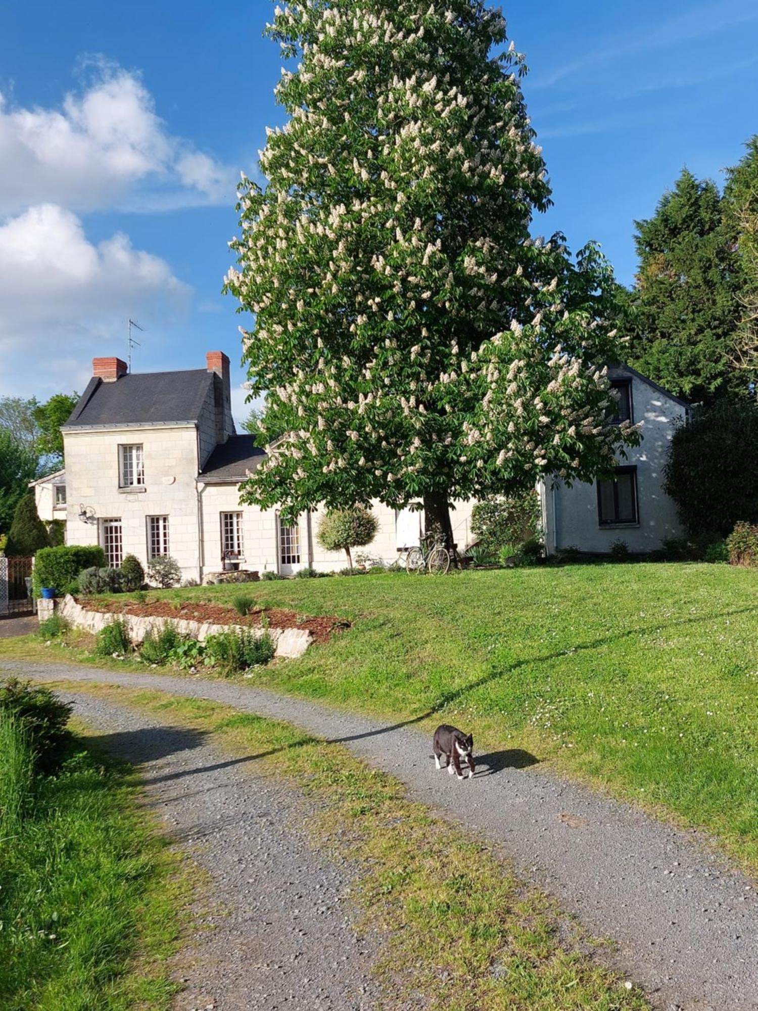 Chambres D'Hotes De L'Ile Du Saule ソミュール エクステリア 写真